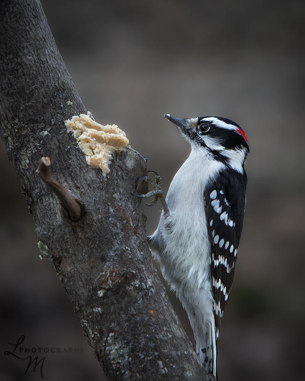 Thomas Malinski woodpecker and bark butter