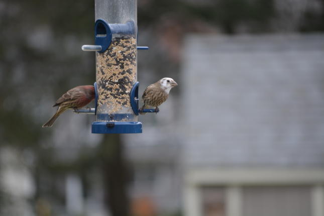 Greg Kaminski white-headed house finch