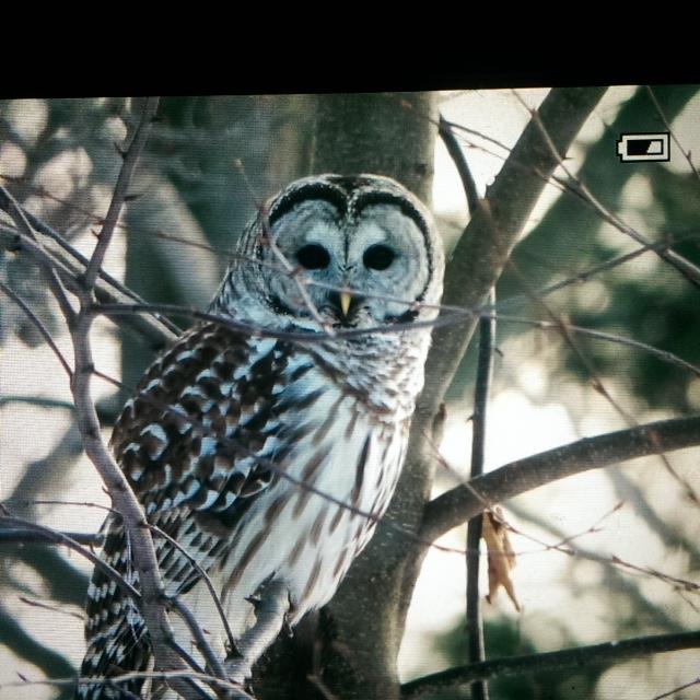 Heather Moscaritolo - owl