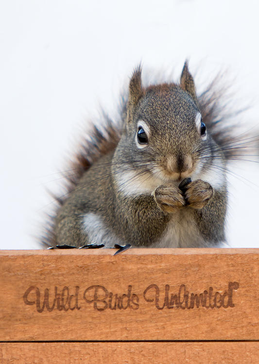 Lori & Thomas Malinski squirrel