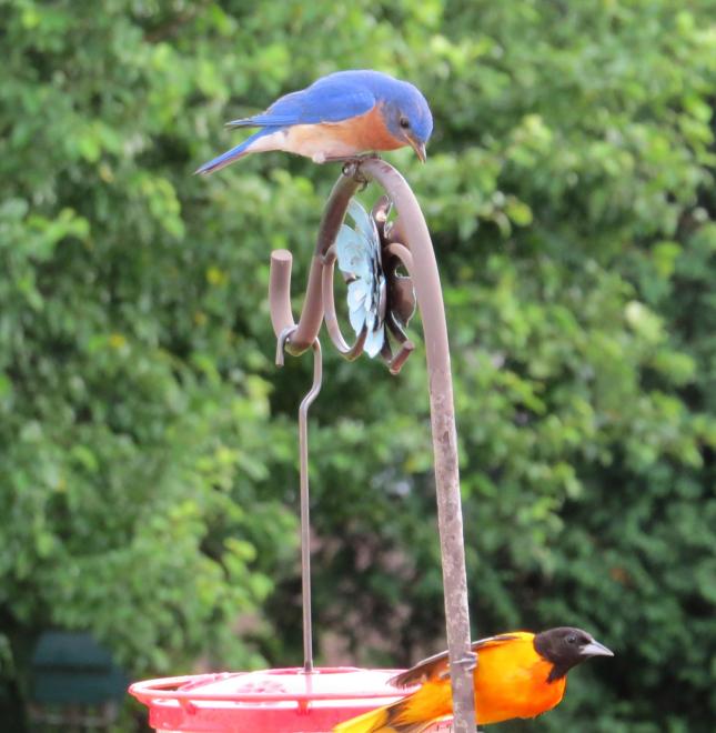 Caroline P bluebird and oriole