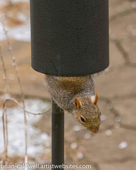 Brian Caldwell Squirrel Baffled