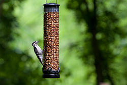 Wild Birds Unlimited Tail-prop Suet Feeder