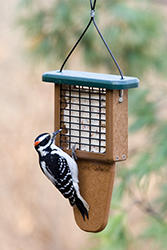 Wild Birds Unlimited Tail-prop Suet Feeder