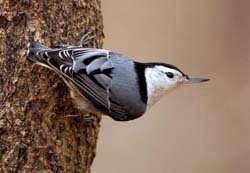 White-breasted Nuthatch