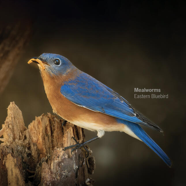 Eastern Bluebird with mealworm