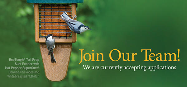 Join our team, image of black capped chickadee and white-breasted nuthatch on a tail prop suet feeder