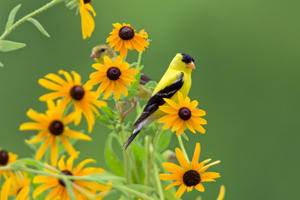 Goldfinch