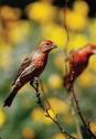 House Finches c