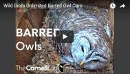 Owl Cam