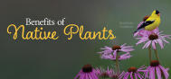 EDU Native Plants 2504E