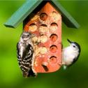 Bark Butter Feeder with Downey and WB Nuthatch